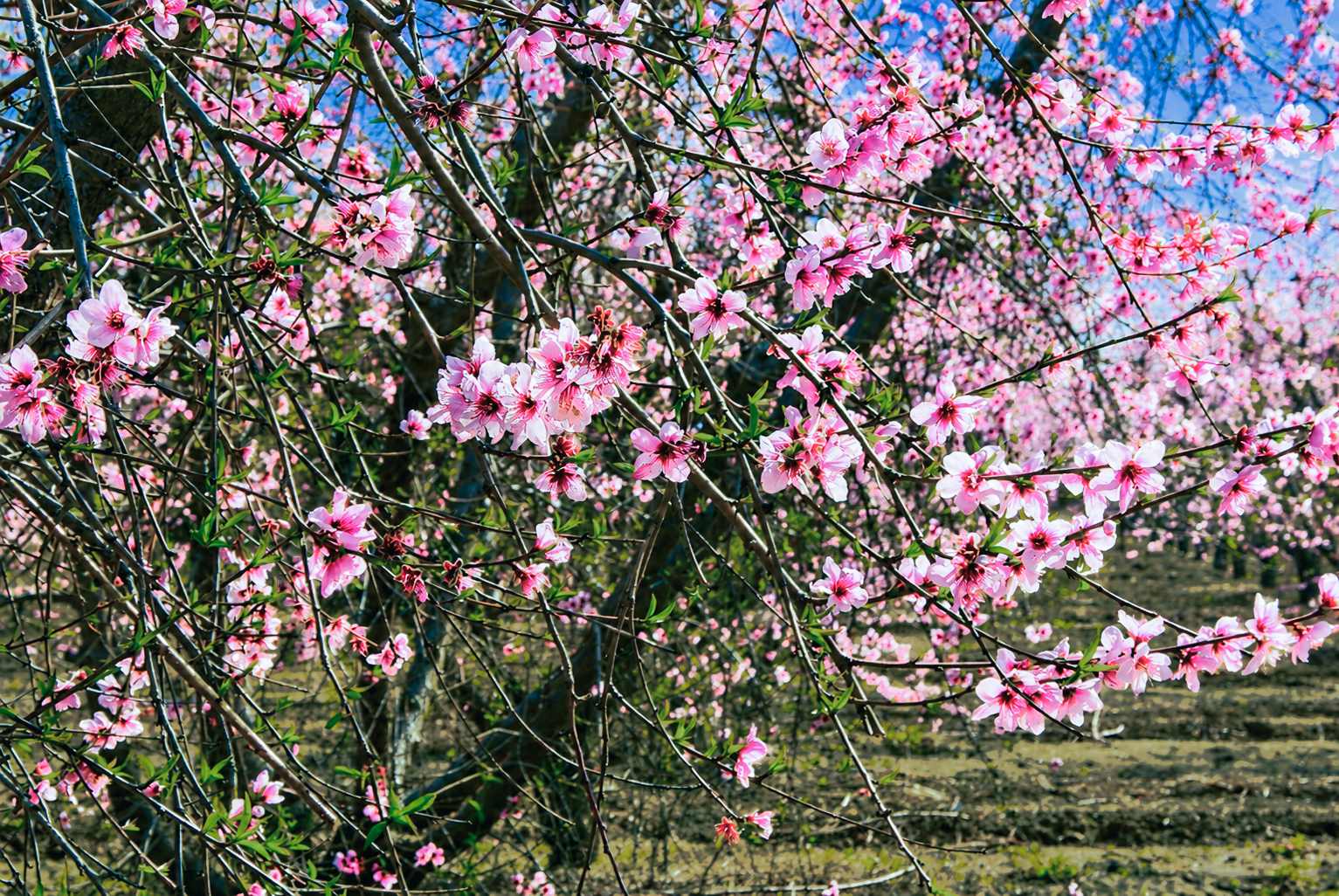 Plum Blossom-2013 (30)